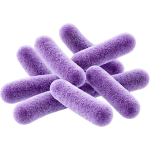 Bifidobacterium longum
