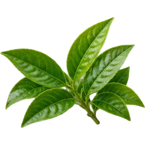 Extracto de té verde
