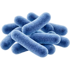 Lactobacillus rhamnosus